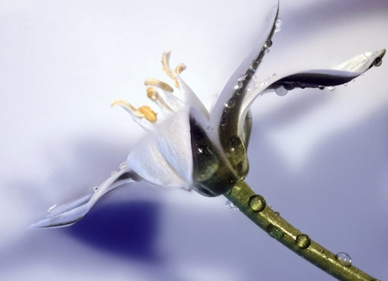 Unique Flower Options