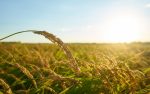 Types of crops