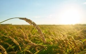 Types of crops