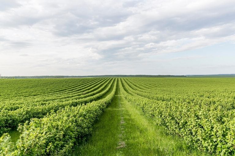 why is agriculture important