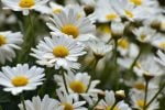 Seasonal Flowers