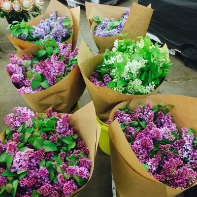 Quinlan-Wasserman-Flowers Quinlan-Wasserman-Flowers